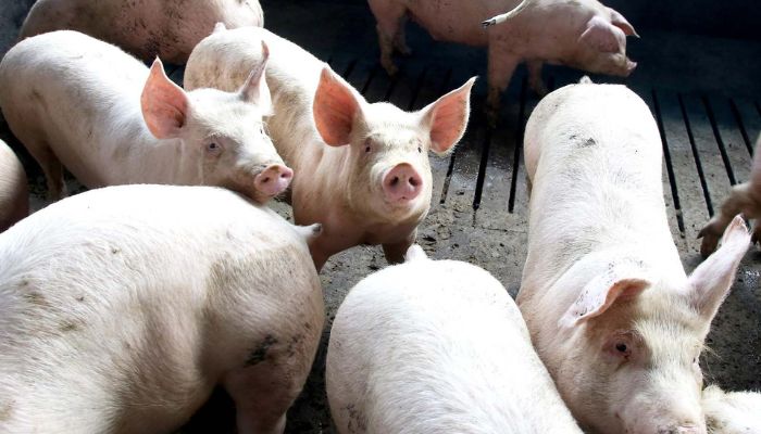 Exportação de carne suína do Paraná cresce 7,9% em 2025 e atinge maior volume da história